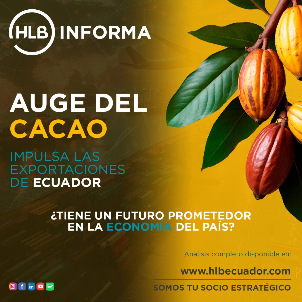 AUGE CACAO
