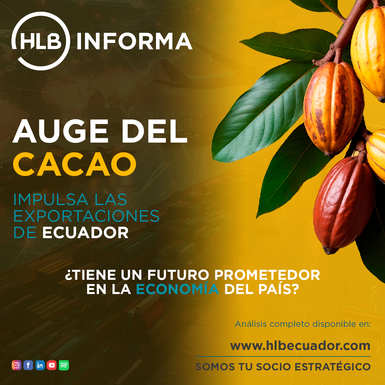 AUGE CACAO